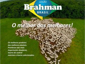 1º Leilão Brahman Brasil tem chancela do Pró-Genética