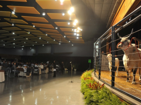 Leilões da ExpoZebu ultrapassam R$ 30 milhões