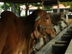 ExpoZebu 2018: Cerca de 600 animais já estão no Parque Fernando Costa