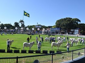 90ª ExpoZebu: Parque Fernando Costa tem argolas 100% ocupadas