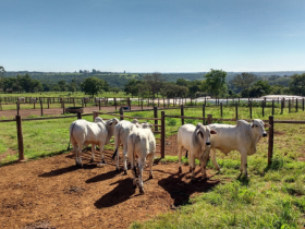 Fazu recebe touros do PNAT 2017 para teste de Eficiência Alimentar