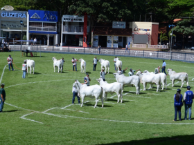ExpoZebu 2021: inscrições começam no próximo dia 28