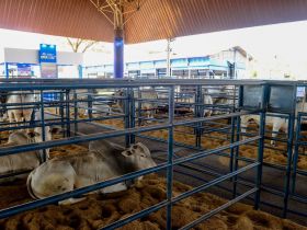 Avaliação dos Touros PNAT é destaque da programação desta quarta-feira (24) da ExpoGenética