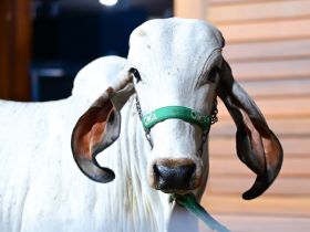 91ª ExpoZebu: leilões superam R$ 200 milhões em faturamento