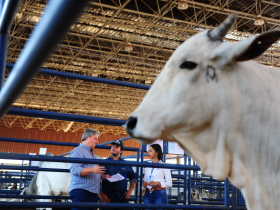 ExpoGenética 2019: abertas as inscrições para ?Prêmio Matriz Cláudio Sabino Carvalho? 