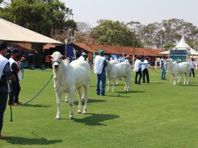 ABCZ TV retransmite julgamentos da Expo Rio Preto