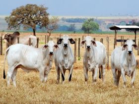 Preparação do gado para a seca é tema de palestra 