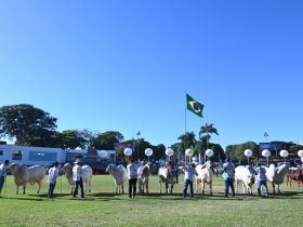 90ª ExpoZebu: 1900 animais já estão inscritos na maior feira de gado Zebu do mundo