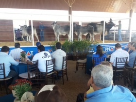 PNAT emplaca mais 23 touros jovens para o mercado