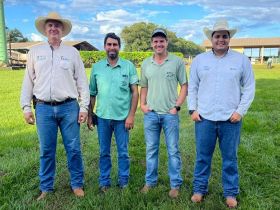 Agropecuária Passo do Lobo, em MT, adere ao PMGZ Comercial para aprimorar seleção de matrizes