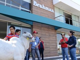 Crescendo com o Brahman incentiva novas gerações a atuarem na pecuária