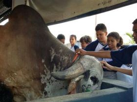 Alunos de 30 escolas participam de Projeto Defensores da Pecuária Sustentável