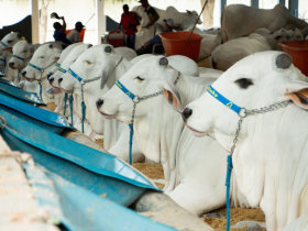 Expoinel Minas deve reunir mais de mil animais no Parque Fernando Costa