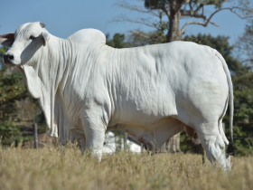 Genética de touro destaque no PNAT embarca para Costa Rica
