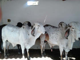 Touros zebuínos e fêmeas de qualidade fazem o sucesso do Pró-Genética         