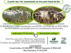 ?Leilão Virtual TAB G4? ofertará reprodutores e novilhas com genética comprovada