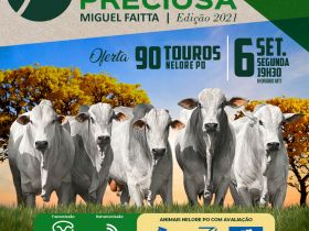 ‘Leilão virtual Fazenda Preciosa’ vai ofertar mais de 80 exemplares de Nelore PO
