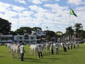 Retomada da ExpoZebu anima criadores de Brahman