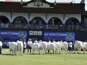 Novidades do PMGZ serão lançadas na pista de Julgamento da ExpoZebu nesta segunda