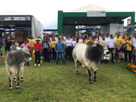 Raças Zebuínas são destaque na Show Rural Coopavel