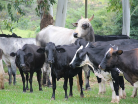 Em Icaraí de Minas touros zebuínos podem ser adquiridos com produção