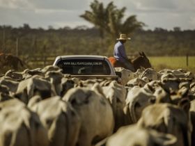 ABCZ participa do Rally da Pecuária em São Paulo