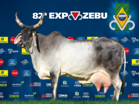 Vaca Guzerá bate recorde de produção de leite