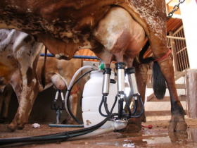 Começam ordenhas oficiais do ?6º Concurso Leiteiro de Fazenda?