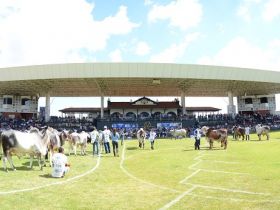 ExpoZebu: domingo será marcado pelo início dos julgamentos 