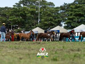 Passaporte de Outono do Cavalo Crioulo movimenta a 91ª ExpoZebu e terá final transmitida pela ABCZ TV