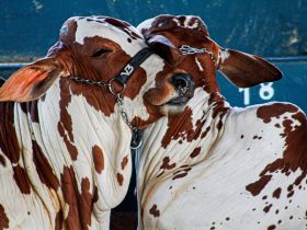 Conheça os vencedores do 6º Concurso Cultural de Fotografia da ABCZ