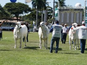 ExpoZebu: domingo é marcado por início dos julgamentos