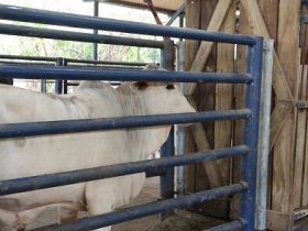 Animais participantes do programa ?Zebu: Carne de Qualidade? passam por pesagem inicial