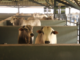 Animais da ExpoGenética 2017 começam a chegar ao Parque Fernando Costa