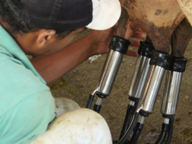 Começam ordenhas oficiais do 5º Concurso Leiteiro de Fazenda