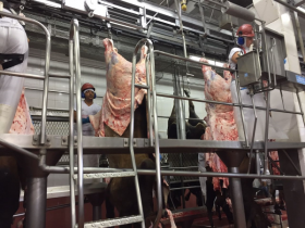 Sindi apresenta bons resultados em abate técnico no interior de SP