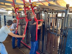 Animais participantes do PNAT passam por primeira pesagem