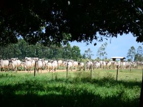 Fazenda Encarnação, no Pará, promoverá dia de campo do PMGZ