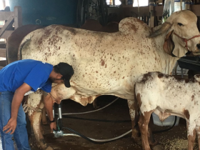 Resultado do 2º Concurso Leiteiro de Fazenda será divulgado amanhã (24)