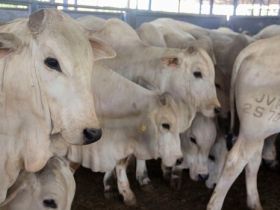 Bezerros participantes do programa ?Zebu: Carne de Qualidade? passam por quarta pesagem