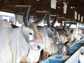 ExpoZebu 2021: inscrições de animais começam nesta quinta (28)