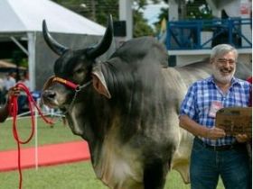 Guzerá perde criador Paulo Emílio de Almeida Carneiro