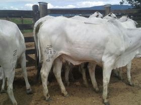 Certificado Especial de Produção é substituído pelo Certificado de Superioridade Genética