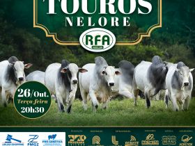 Faltam cinco dias para o Leilão Virtual Touros Nelore RFA