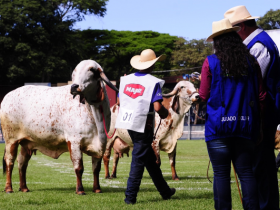 ExpoZebu 2021: expositores poderão indicar jurados