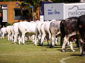 Campeonato Modelo Frigorífico finaliza com aprovação dos criadores