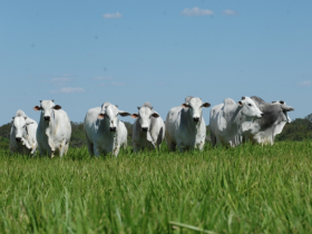 ABCZ participa de evento de genética em Campo Grande-MS