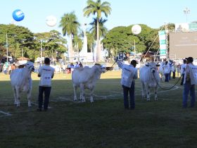 18ª ExpoBrahman começou nessa segunda e terá jurado internacional