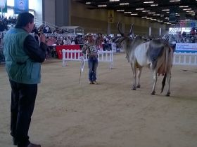 Genética brasileira tem força na Colômbia
