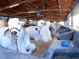 Termina amanhã (20) o prazo para inscrever animais no 84ª ExpoZebu 